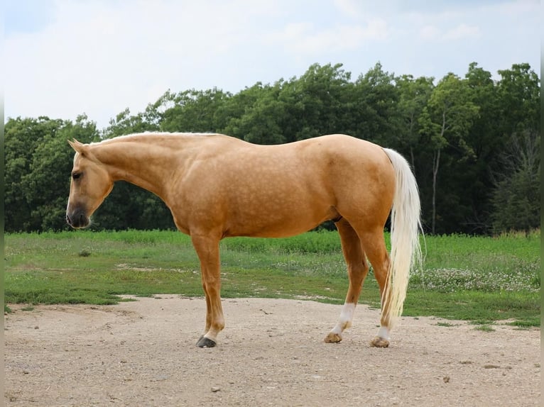 American Quarter Horse Wałach 4 lat 150 cm Izabelowata in Bellevue, IA