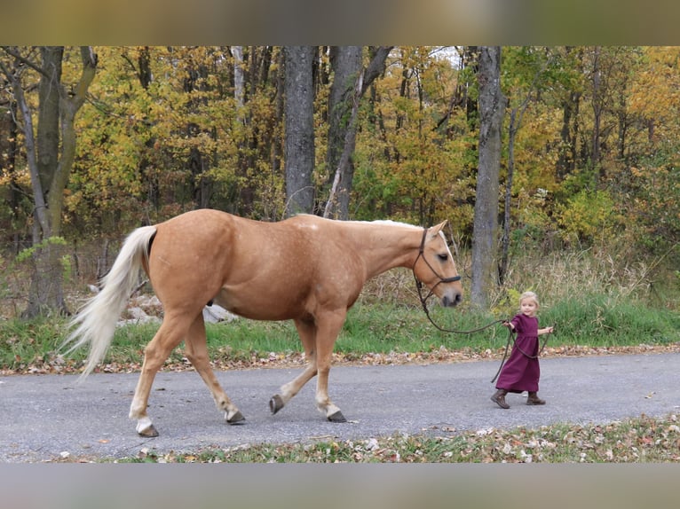 American Quarter Horse Wałach 4 lat 150 cm Izabelowata in Coal City