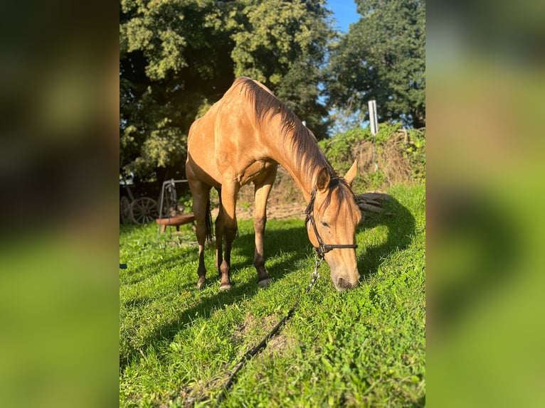 American Quarter Horse Wałach 4 lat 150 cm Jelenia in Schmallenberg