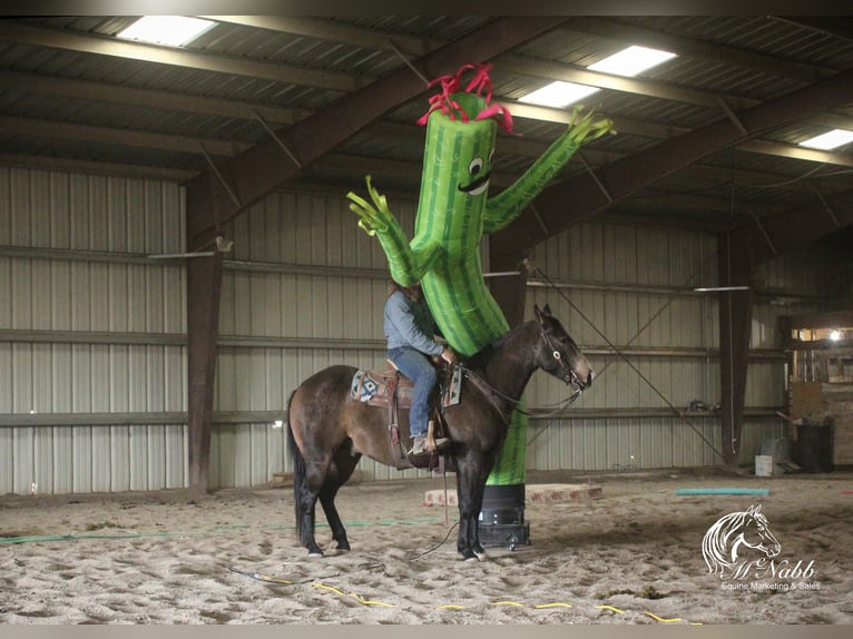 American Quarter Horse Wałach 4 lat 150 cm Jelenia in Cody