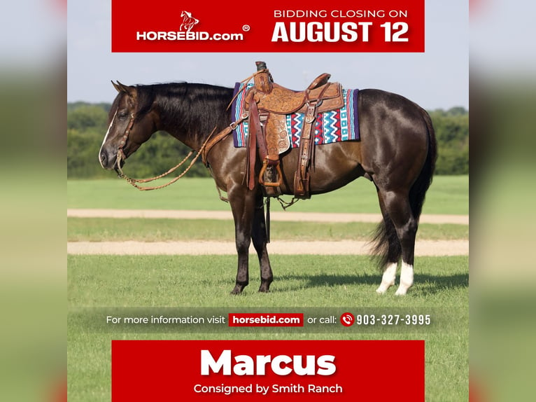 American Quarter Horse Wałach 4 lat 150 cm Kara in Whitesboro, TX