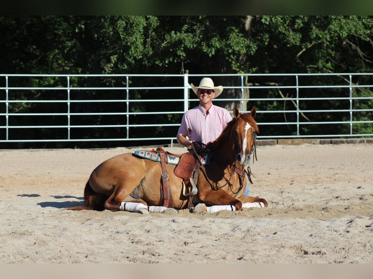 American Quarter Horse Wałach 4 lat 152 cm Bułana in Purdy, MO