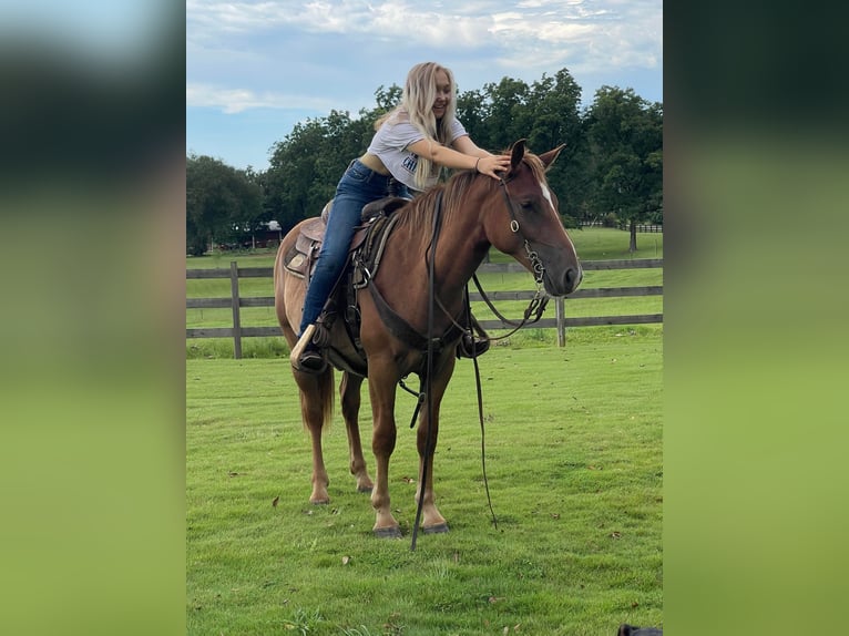 American Quarter Horse Wałach 4 lat 152 cm Ciemnokasztanowata in Brierfield Al