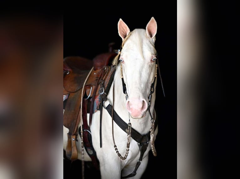 American Quarter Horse Wałach 4 lat 152 cm Cremello in Rebersburg, PA