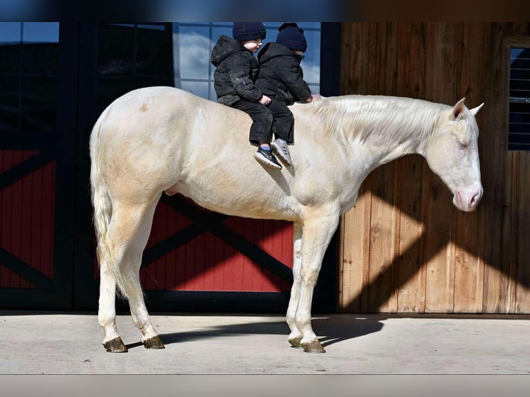 American Quarter Horse Wałach 4 lat 152 cm Cremello in Rebersburg, PA