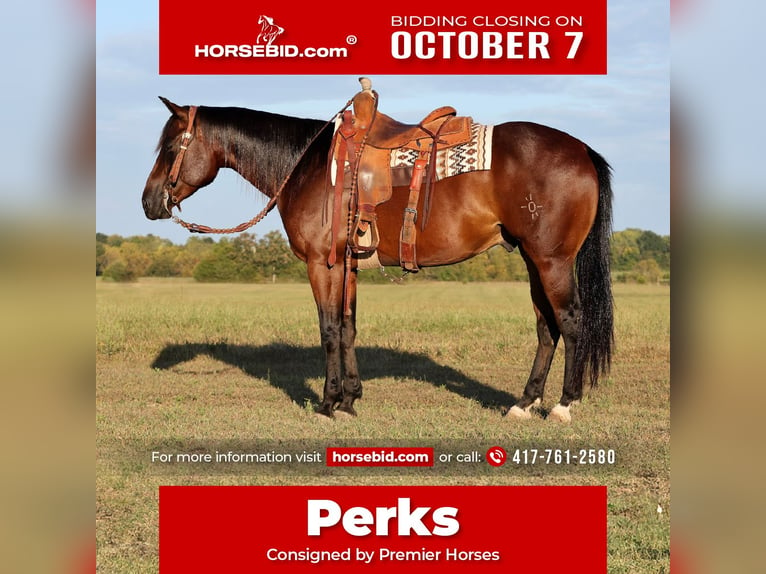 American Quarter Horse Wałach 4 lat 152 cm Gniada in Buffalo, MO