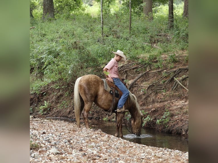 American Quarter Horse Wałach 4 lat 152 cm Izabelowata in Huntsville, TX