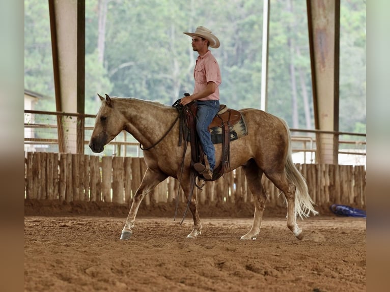 American Quarter Horse Wałach 4 lat 152 cm Izabelowata in Huntsville, TX