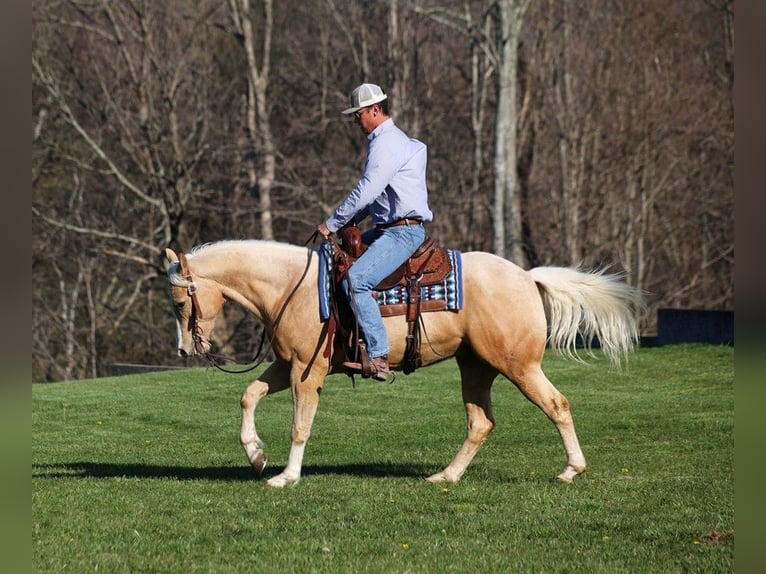 American Quarter Horse Wałach 4 lat 152 cm Izabelowata in SOMERSET, KY