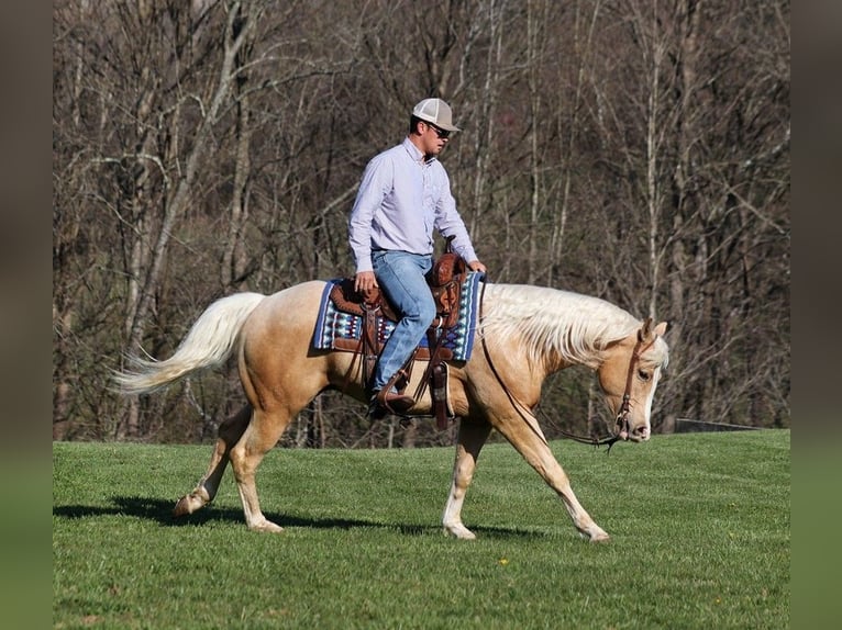 American Quarter Horse Wałach 4 lat 152 cm Izabelowata in SOMERSET, KY