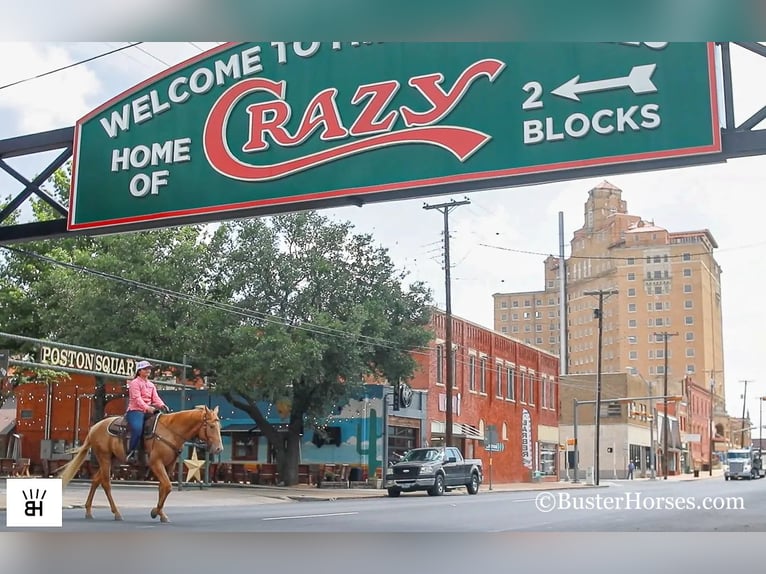 American Quarter Horse Wałach 4 lat 152 cm Izabelowata in Weatherford TX