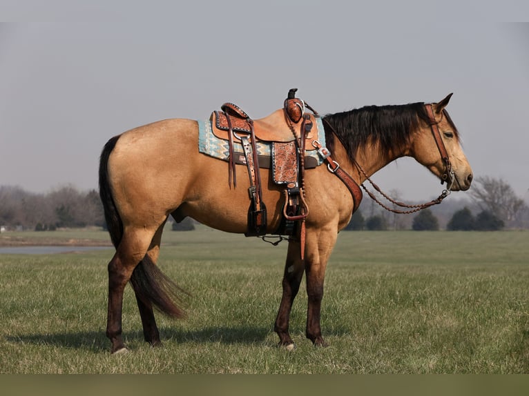 American Quarter Horse Wałach 4 lat 152 cm Jelenia in Buffalo, MO