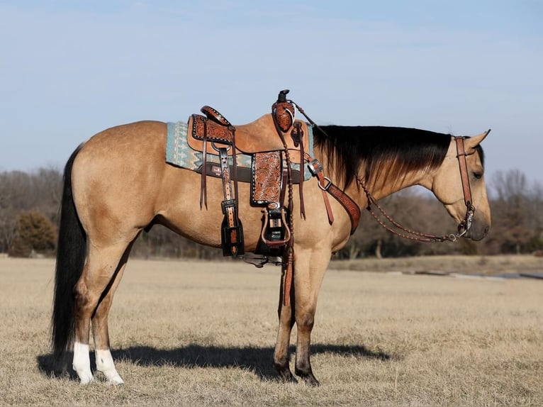 American Quarter Horse Wałach 4 lat 152 cm Jelenia in Buffalo