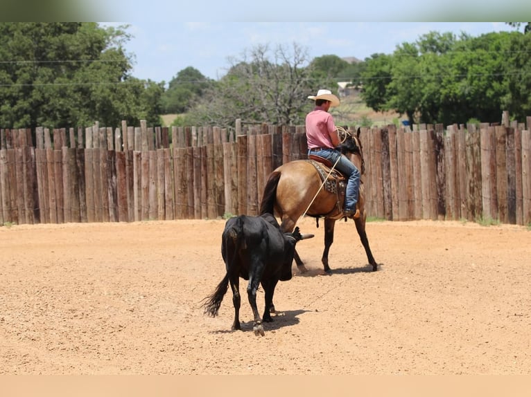 American Quarter Horse Wałach 4 lat 152 cm Jelenia in Joshua, TX