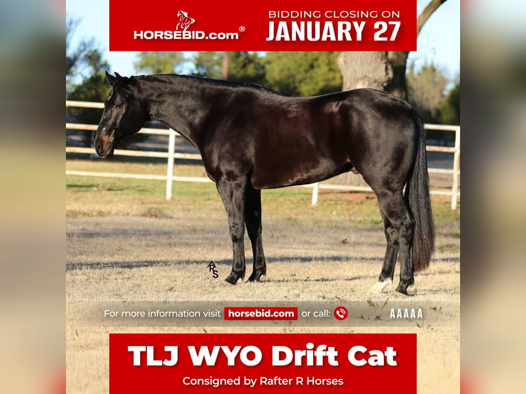 American Quarter Horse Wałach 4 lat 152 cm Kara in Whitesboro, TX