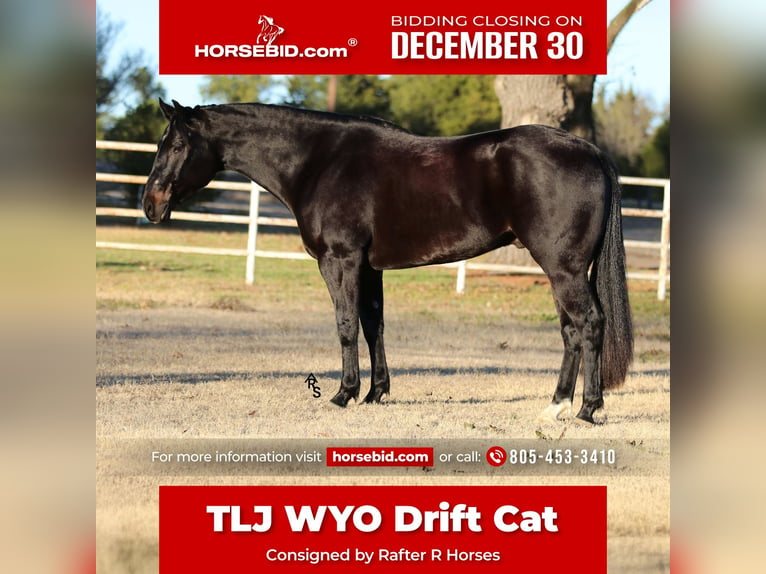 American Quarter Horse Wałach 4 lat 152 cm Kara in Whitesboro, TX