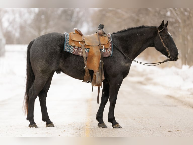 American Quarter Horse Wałach 4 lat 152 cm Karodereszowata in Decorah