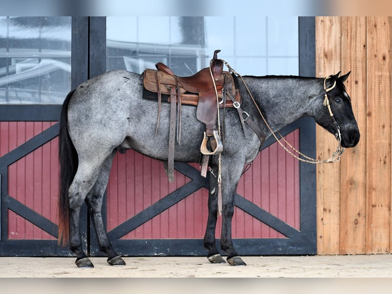 American Quarter Horse Wałach 4 lat 152 cm Karodereszowata in Rebersburg, PA