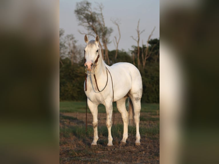 American Quarter Horse Wałach 4 lat 152 cm Siwa jabłkowita in Grapeland TX
