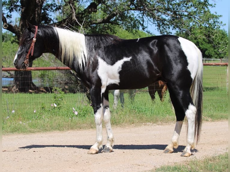 American Quarter Horse Wałach 4 lat 152 cm Tobiano wszelkich maści in Breckenridge TX