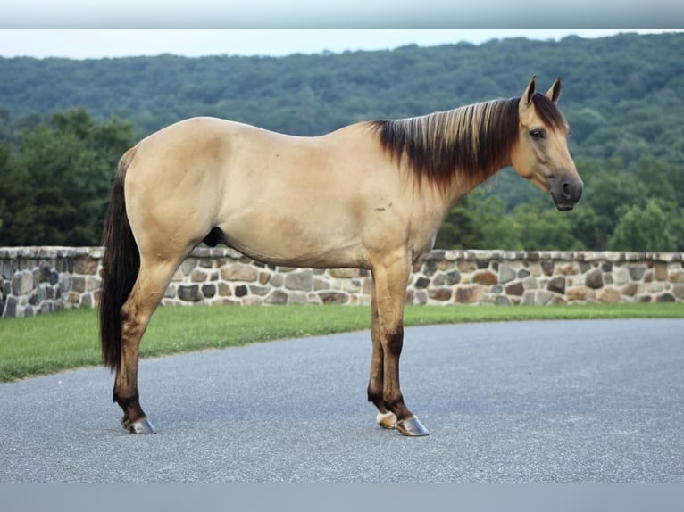 American Quarter Horse Wałach 4 lat 155 cm Bułana in Millerstown, PA