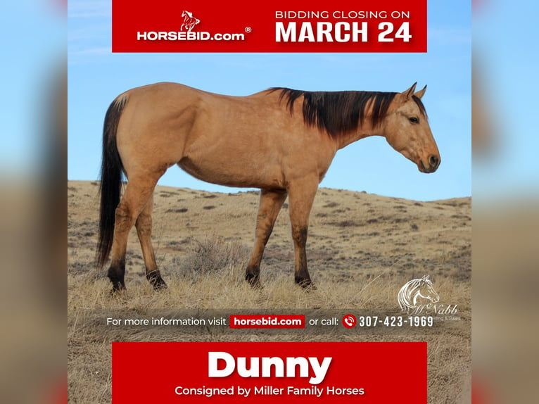 American Quarter Horse Wałach 4 lat 155 cm Bułana in Ranchester, WY