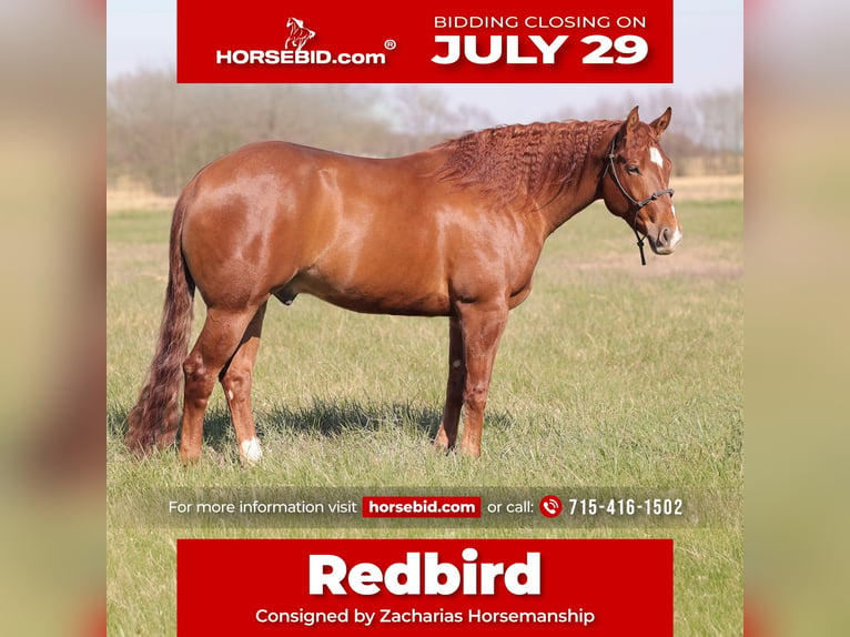 American Quarter Horse Wałach 4 lat 155 cm Cisawa in Adair, OK