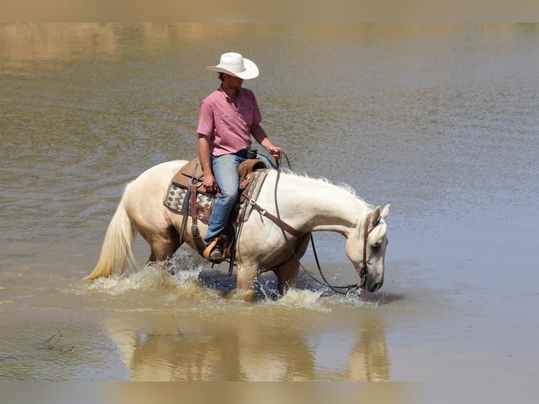 American Quarter Horse Wałach 4 lat 155 cm Izabelowata in Joshua, TX