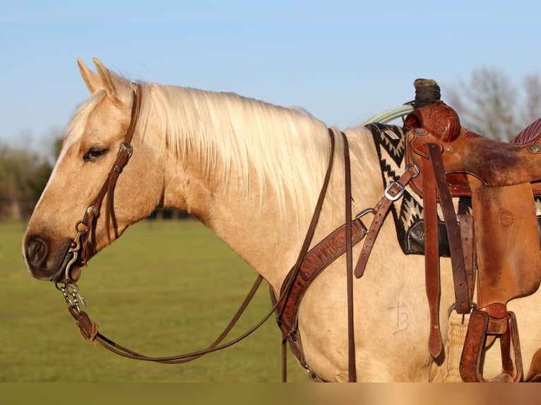 American Quarter Horse Wałach 4 lat 155 cm Izabelowata in Pilot Point, TX
