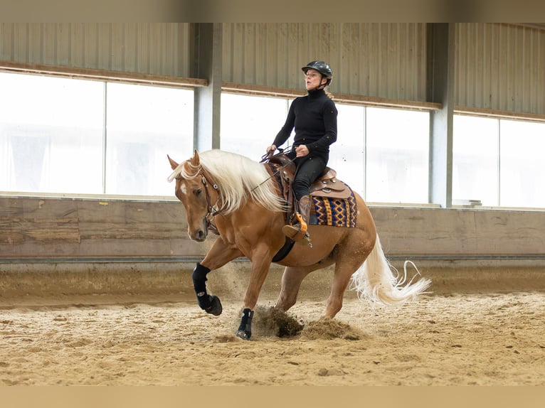 American Quarter Horse Wałach 4 lat 155 cm Izabelowata in Amsterdam