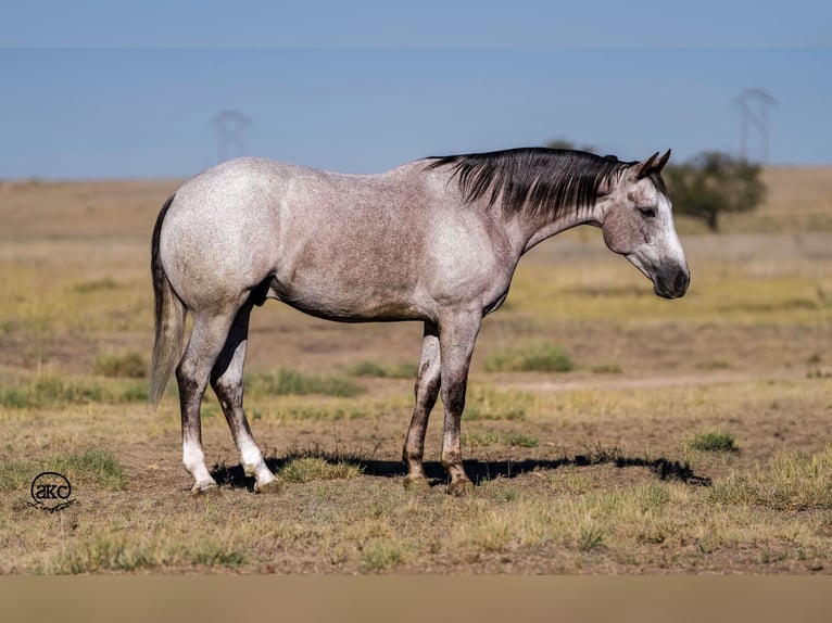 American Quarter Horse Wałach 4 lat 155 cm Siwa in Canyon, TX