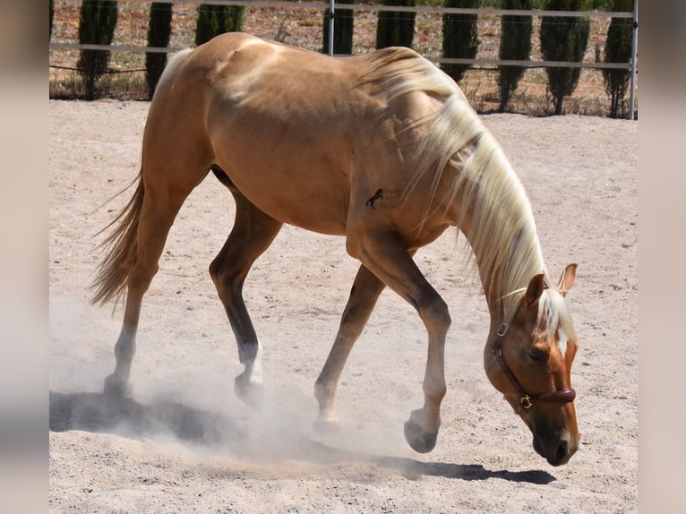 American Quarter Horse Wałach 4 lat 156 cm Izabelowata in Mallorca