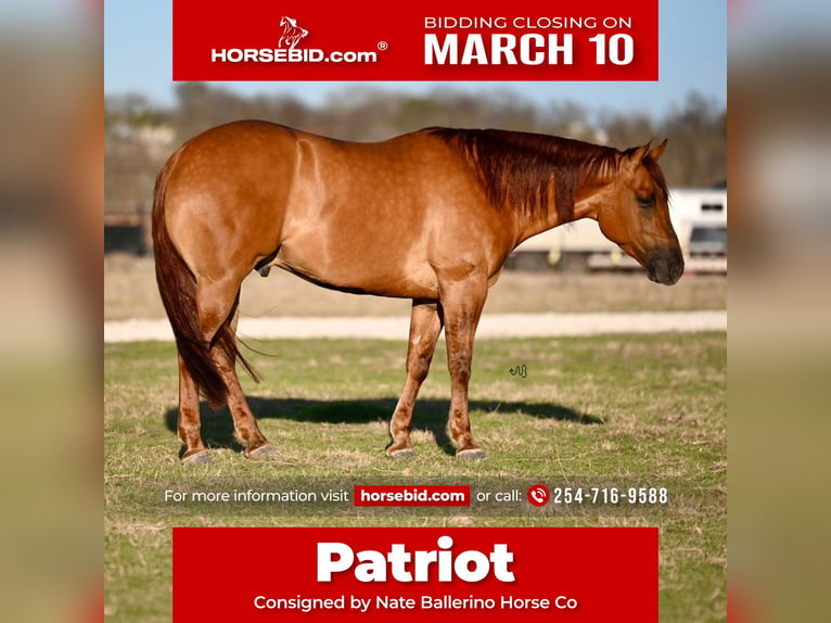 American Quarter Horse Wałach 4 lat 157 cm Bułana in Waco, TX