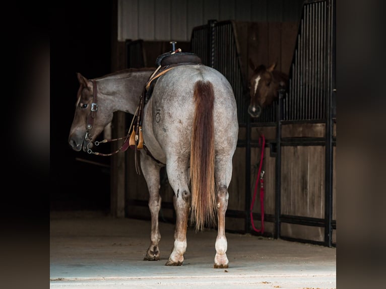 American Quarter Horse Wałach 4 lat 157 cm Kasztanowatodereszowata in Sullivan