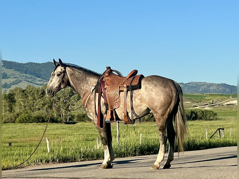 American Quarter Horse Wałach 4 lat 157 cm Siwa in Drummond