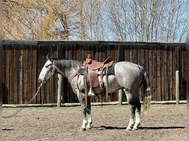 American Quarter Horse Wałach 4 lat 157 cm Siwa in Drummond