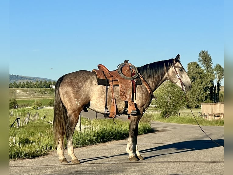 American Quarter Horse Wałach 4 lat 157 cm Siwa in Drummond