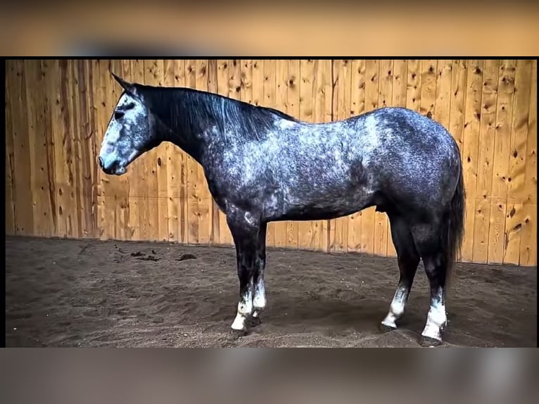 American Quarter Horse Wałach 4 lat 157 cm Siwa in Drummond