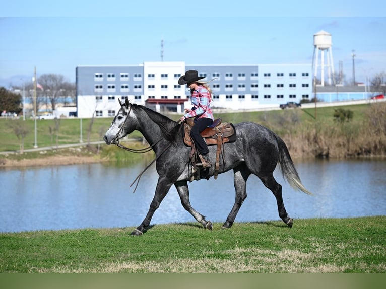 American Quarter Horse Wałach 4 lat 157 cm Siwa in Kaufman