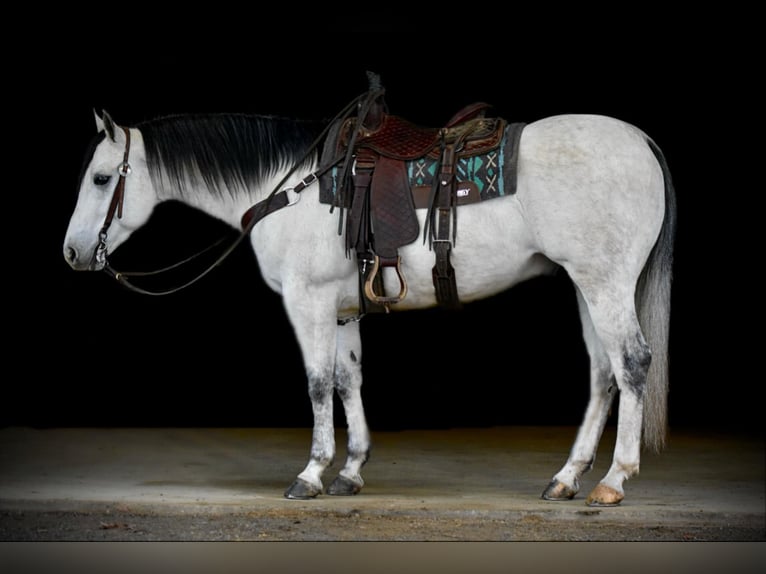 American Quarter Horse Wałach 4 lat 157 cm Siwa in Clarion, PA