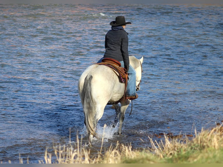 American Quarter Horse Wałach 4 lat 157 cm Siwa in Clarion, PA