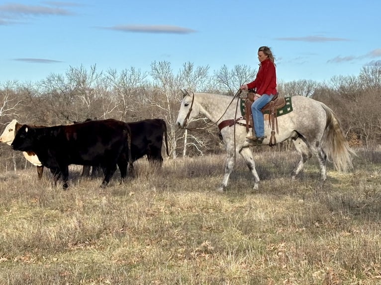 American Quarter Horse Wałach 4 lat 157 cm Siwa in Shelbina, MO