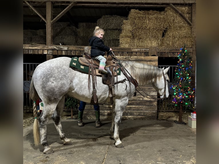 American Quarter Horse Wałach 4 lat 157 cm Siwa in Shelbina, MO