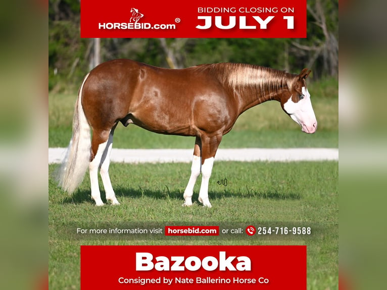 American Quarter Horse Wałach 4 lat 160 cm Cisawa in Waco, TX