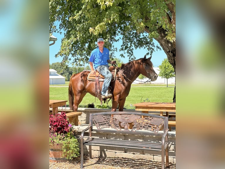 American Quarter Horse Wałach 4 lat 163 cm Ciemnokasztanowata in Van Horne IA