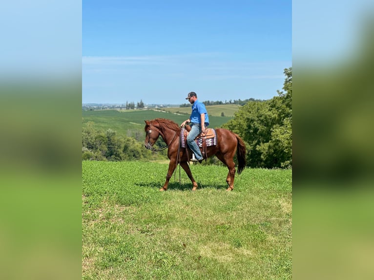 American Quarter Horse Wałach 4 lat 163 cm Ciemnokasztanowata in Van Horne IA