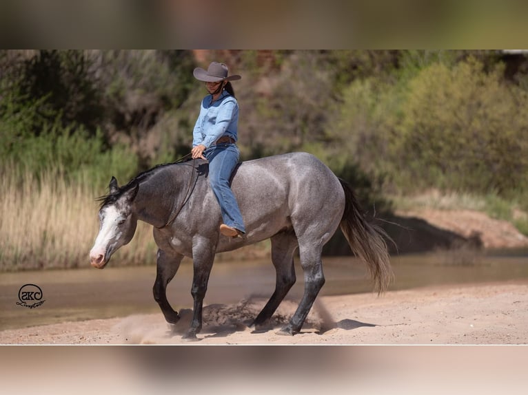 American Quarter Horse Wałach 4 lat 163 cm Siwa in Canyon, TX