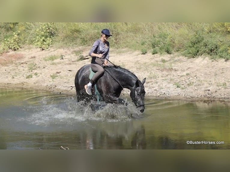 American Quarter Horse Wałach 4 lat 165 cm Siwa in Weatherford TX