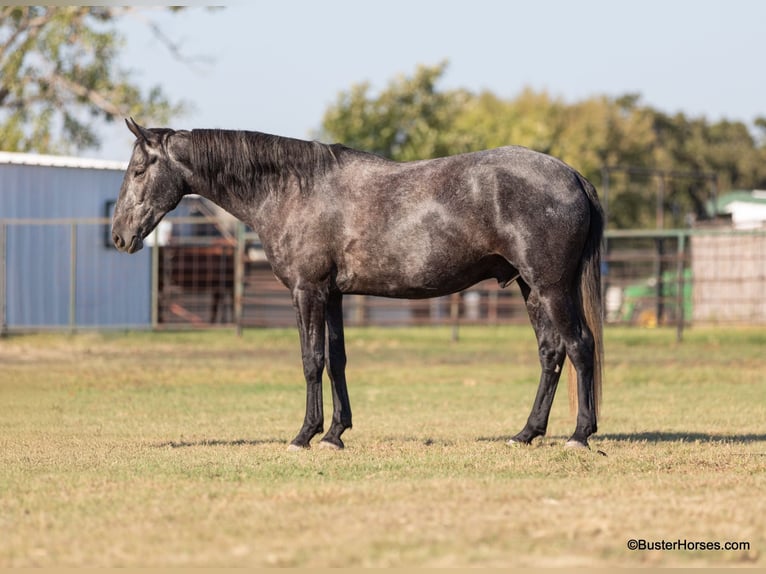 American Quarter Horse Wałach 4 lat 165 cm Siwa in Weatherford TX