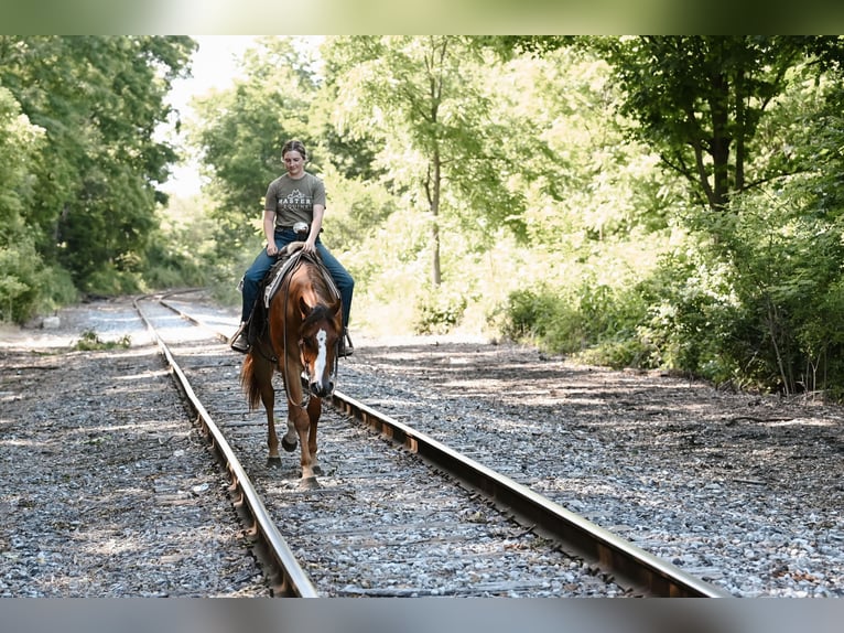 American Quarter Horse Wałach 4 lat 168 cm Bułana in Dalton, OH